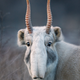 Image: Tim Flach